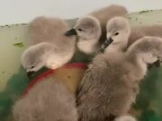 Fostered Cygnets Bathe While Drinking Water