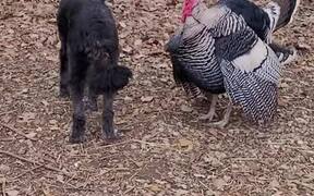 Turkey Attempts to Attack Dog - Animals - VIDEOTIME.COM
