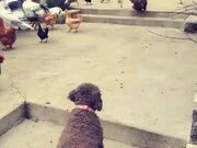 Dog Chases After Chickens