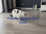 Cat Gives Weird Reaction to Freshly Mopped Floor