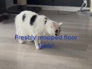 Cat Gives Weird Reaction to Freshly Mopped Floor