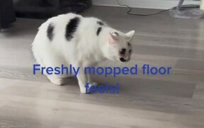 Cat Gives Weird Reaction to Freshly Mopped Floor - Animals - VIDEOTIME.COM