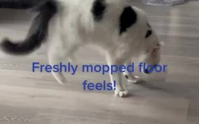 Cat Gives Weird Reaction to Freshly Mopped Floor - Animals - VIDEOTIME.COM