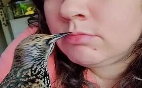 Pet Starling Bird Playfully Pecks on Owner's Face - Animals - VIDEOTIME.COM