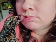 Pet Starling Bird Playfully Pecks on Owner's Face