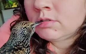 Pet Starling Bird Playfully Pecks on Owner's Face - Animals - VIDEOTIME.COM