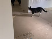 Cat and Dog Chase Each Other Playfully
