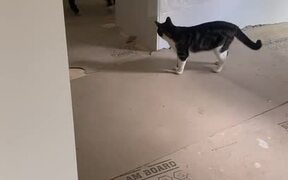 Cat and Dog Chase Each Other Playfully - Animals - VIDEOTIME.COM