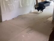 Cat and Dog Chase Each Other Playfully