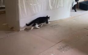 Cat and Dog Chase Each Other Playfully - Animals - VIDEOTIME.COM