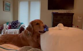 Dog Attmepts to Eat Toy Butterfly - Animals - VIDEOTIME.COM