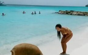 Girl Pets Pig on Beach - Animals - VIDEOTIME.COM