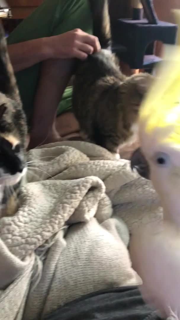 Sulfur-Crested Cockatoo Meows With Cats