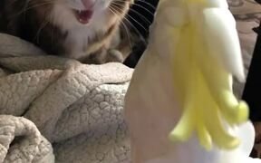 Sulfur-Crested Cockatoo Meows With Cats - Animals - VIDEOTIME.COM
