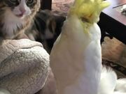 Sulfur-Crested Cockatoo Meows With Cats