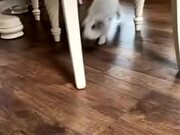 Dog Chases Rabbit Around House