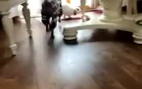 Dog Chases Rabbit Around House - Animals - VIDEOTIME.COM
