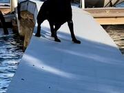 Dog Slips Off Damaged Dock And Falls Into Water