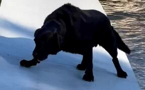 Dog Slips Off Damaged Dock And Falls Into Water - Animals - VIDEOTIME.COM