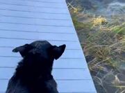 Dog Slips Off Damaged Dock And Falls Into Water