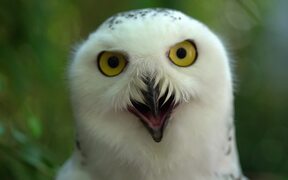 Snowy Owl Stares At Camera - Animals - VIDEOTIME.COM
