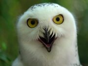 Snowy Owl Stares At Camera