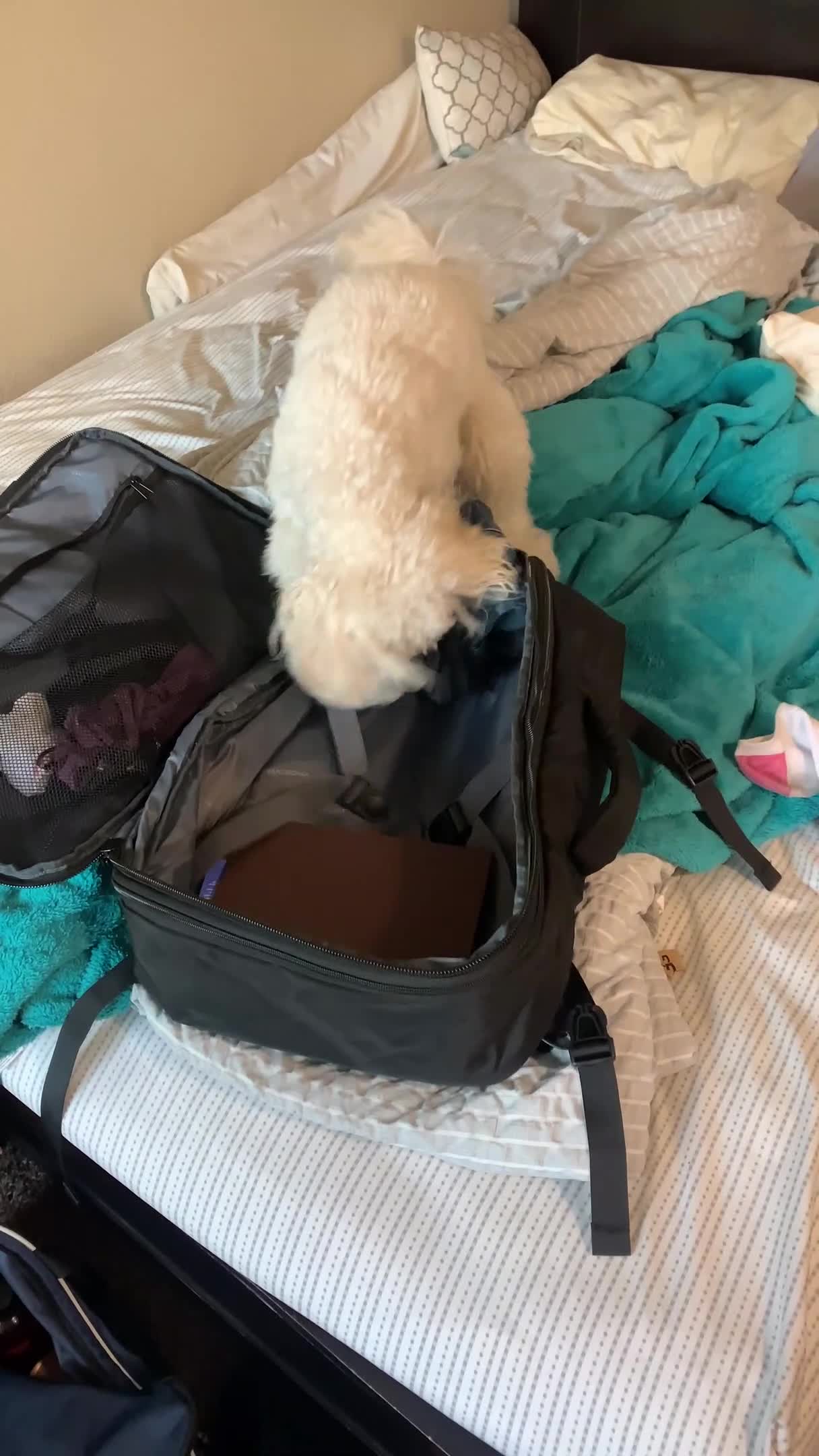 Dog Scratches Suitcase While His Owner Packs