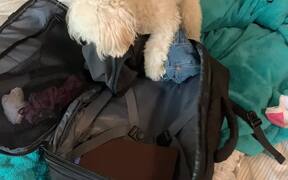 Dog Scratches Suitcase While His Owner Packs - Animals - VIDEOTIME.COM