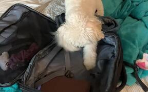 Dog Scratches Suitcase While His Owner Packs - Animals - VIDEOTIME.COM