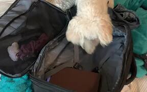 Dog Scratches Suitcase While His Owner Packs - Animals - Videotime.com