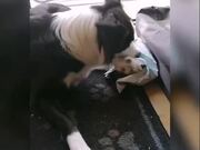Pet Dog and Ferret Play Together