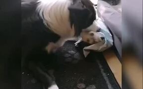 Pet Dog and Ferret Play Together - Animals - VIDEOTIME.COM