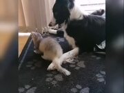 Pet Dog and Ferret Play Together