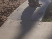 Dog Scratching Butt on Side Walk Falls