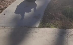 Dog Scratching Butt on Side Walk Falls - Animals - VIDEOTIME.COM