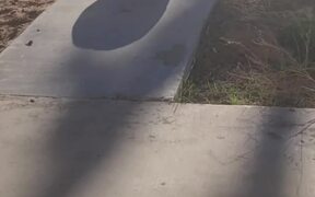 Dog Scratching Butt on Side Walk Falls - Animals - VIDEOTIME.COM