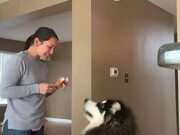 Dog Loves to Get His Teeth Brushed