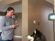 Dog Loves to Get His Teeth Brushed
