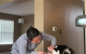 Dog Loves to Get His Teeth Brushed - Animals - VIDEOTIME.COM