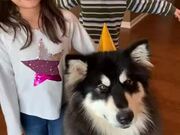 Dog Howls as His Family Sings Happy B-day to Him