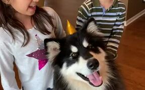 Dog Howls as His Family Sings Happy B-day to Him - Animals - VIDEOTIME.COM