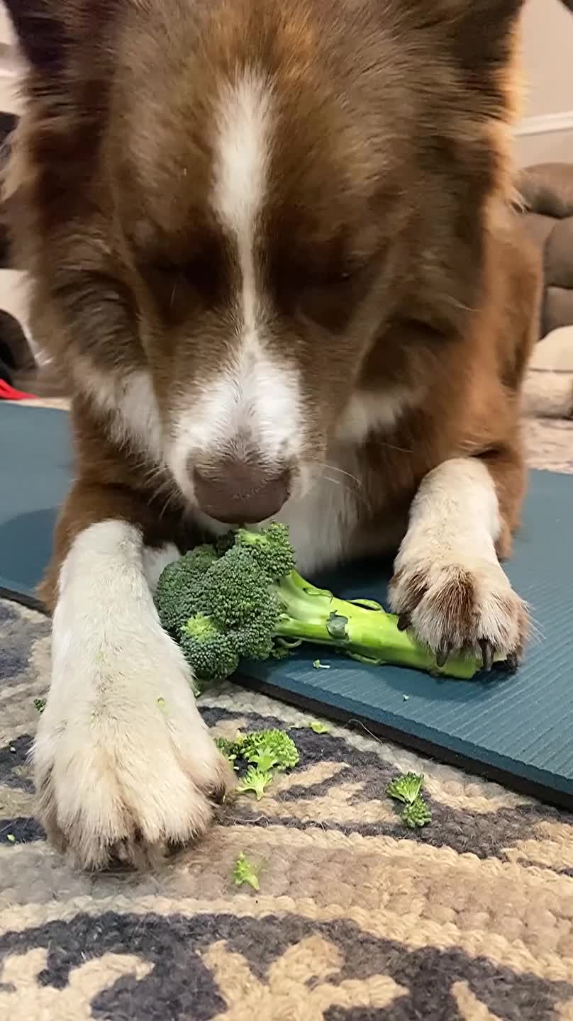 Dog Tears Off Pieces of Broccoli