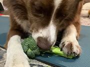 Dog Tears Off Pieces of Broccoli