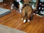 Basset Hounds Playing Together
