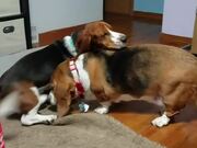 Basset Hounds Playing Together