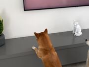 Dogs Get Captivated by Butterfly on TV