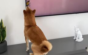 Dogs Get Captivated by Butterfly on TV - Animals - VIDEOTIME.COM