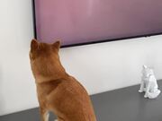 Dogs Get Captivated by Butterfly on TV