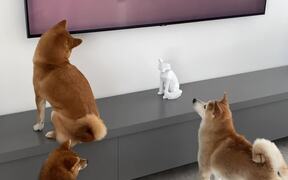 Dogs Get Captivated by Butterfly on TV - Animals - VIDEOTIME.COM