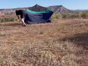 Camper Runs After Tent When it Flies Away